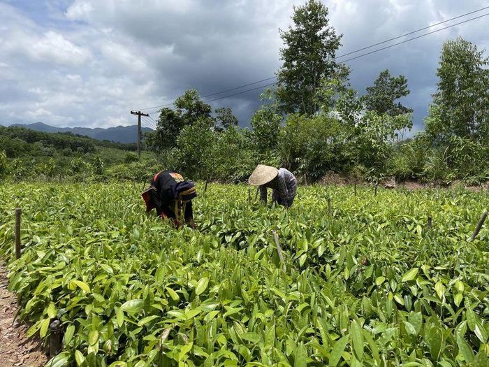 Người dân xã Kỳ Thượng, TP Hạ Long ươm quế để trồng rừng. 