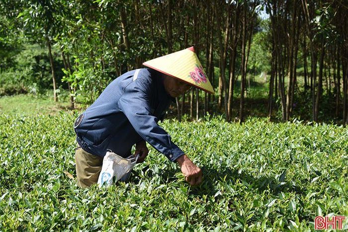  Vườn chè vừa được anh Đấu đầu tư khôi phục sau thời gian bị bỏ hoang đã bắt đầu cho thu nhập. 