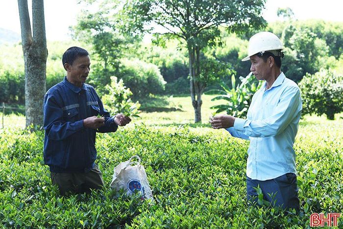  Anh Đấu và lãnh đạo xã Kỳ Thượng trao đổi kỹ thuật sản xuất chè nguyên liệu. 