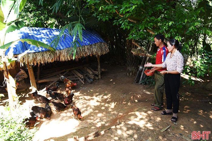  Nhờ chăm sóc đúng kỹ thuật, đàn gà của anh Đấu phát triển tốt. 