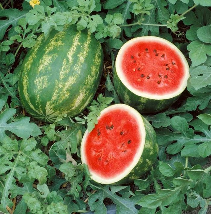 Ảnh minh họa.