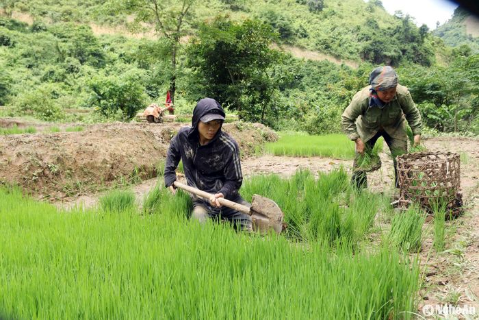 Những ruộng mạ ở bản Noọng Dẻ (xã Nậm Cắn) đã lên xanh tốt, người dân tranh thủ xúc mạ để đưa vào ruộng. Ảnh: Đào Thọ