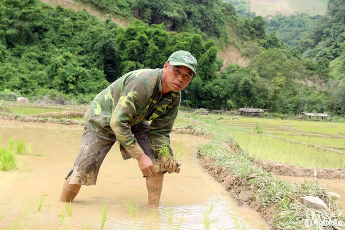 Những người đàn ông vùng biên ngoài việc cày, bừa cũng rất thành thạo trong việc cấy hái. Ảnh: Đào Thọ