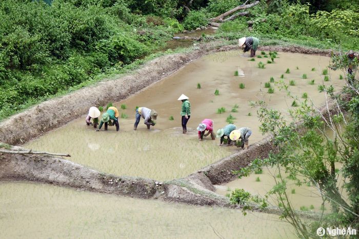 Tại xã Nậm Cắn (Kỳ Sơn), từ nhiều năm nay để hạn chế việc đốt rừng làm rẫy, chính quyền và người dân đã tổ chức khai hoang nhiều diện tích lúa nước để canh tác. Hiện tại, toàn xã có hơn 47 ha lúa nước được trồng ở các khu ruộng bậc thang bên các sườn đồi hoặc các thung lũng. Ảnh: Đào Thọ