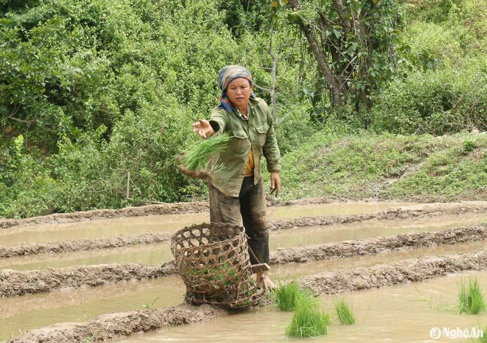 Bản Noọng Dẻ là nơi có diện tích ruộng nước lớn nhất của xã Nậm Cắn với 32,5 ha. “Từ mấy ngày nay, chúng tôi tranh thủ lúc tiết trời mát mẻ để xuống đồng gieo cấy cho kịp thời vụ. Nhờ có diện tích lúa nước này mà gia đình không còn phải lo cái ăn nữa. Phải cố gắng thôi” - bà Kha Mẹ May Thén ở bản Noọng Dẻ chia sẻ. Ảnh: Đào Thọ