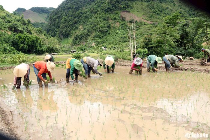 Ở bản Noọng Dẻ, người dân tập trung tại ruộng của một gia đình để cấy, sau đó chuyển sang ruộng gia đình khác như một cách giúp đỡ nhau trong công việc. Ảnh: Đào Thọ