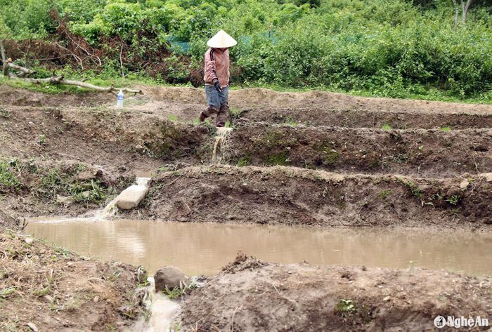 Ông Hờ Bá Pó - Chủ tịch Hội Nông dân xã Nậm Cắn cho biết, nguồn nước chủ yếu được lấy từ khe, suối và đổ từ ruộng cao xuống ruộng thấp nên nước trong các ruộng bậc thang luôn được điều hòa đảm bảo gieo trồng lúa đúng thời vụ. Ảnh: Đào Thọ