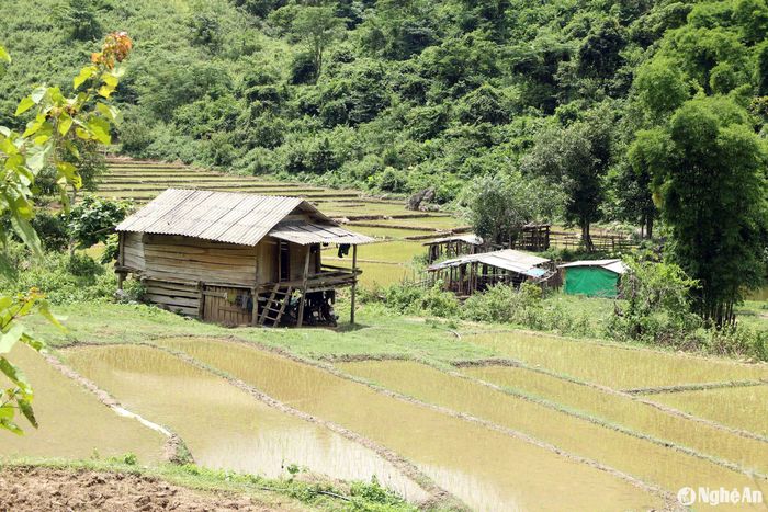 Những thửa ruộng bậc thang đã được gieo cấy xong bên cạnh ngôi nhà sàn nhỏ người dân dựng lên để nghỉ ngơi sau mỗi buổi làm việc. Ảnh: Đào Thọ