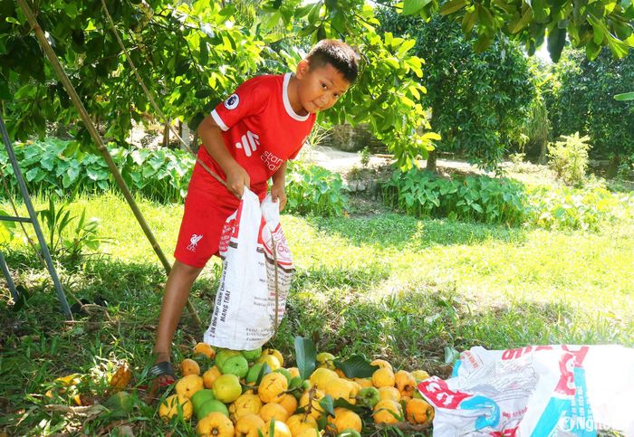 Mùa sông đến, những hộ dân có sông cho quả sẽ tự hái bán hoặc bán trên cây cho người dân đi hái chuyên nghiệp. Mỗi cây sông thường cho 3 -5 tạ quả, cây nhiều cho 6 -7 tạ, thậm chí 1 tấn. Theo bà con địa phương, năm nay, sông không được mùa như những năm trước. Ảnh: Huy Thư