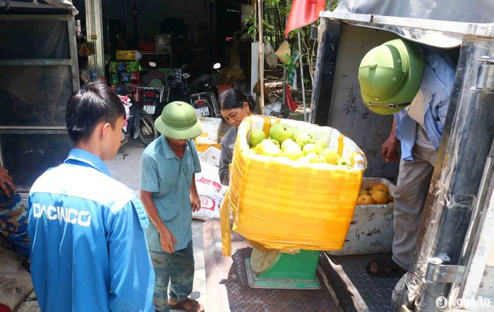 Theo người dân địa phương, quả sông tươi có giá từ 4.000 - 5.000 đồng/kg, sông thái lát, phơi khô khoảng 50.000 đồng/kg. Thời điểm này, những gia đình có sông, các nhóm chuyên đi hái sông, hái được bao nhiêu lái buôn sẽ cho xe ô tô đến thu mua hết bấy nhiêu. Quả sông đang khá chạy hàng giữa những ngày nắng nóng. Ảnh: Huy Thư