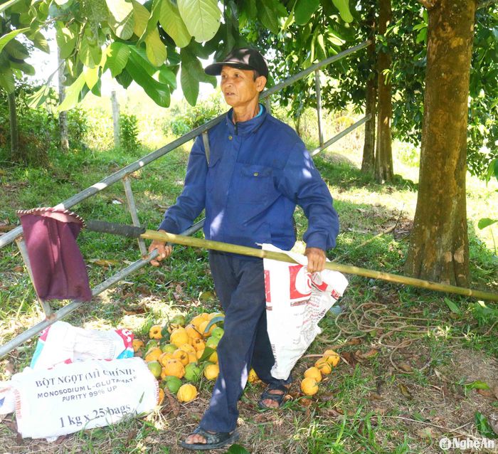 Mùa sông, các nhóm hái sông trên địa bàn hoạt động mạnh, họ thường đi theo nhóm từ 2 -5 người. Mỗi ngày, một người có thể hái được 2 - 3 tạ quả. Mùa sông cũng đem lại thu nhập khá cho người đi hái sông. Ông Nguyễn Văn Dũng (61 tuổi) ở xã Thanh Mỹ (Thanh Chương) cho biết: Mùa sông này, ông mua được khoảng 40 cây. Hàng ngày, vợ chồng ông phải tích cực đi hái, nếu quả chín vàng hái không kịp sẽ rụng nát hết. Mỗi cây sông thường hái nhiều lần, lần cuối sẽ thu gom hết cả xanh lẫn chín. Ảnh: Huy Thư
