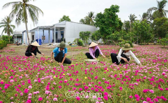 “Tôi trồng hoa hoa mười giờ vừa làm đẹp cho sân nhà, làng quê, vừa góp phần xây dựng nông thôn mới. Ai đi ngang nhà cũng khen đẹp rồi xin giống về trồng, tôi sẵn sàng cho”, ông Sáu chia sẻ.