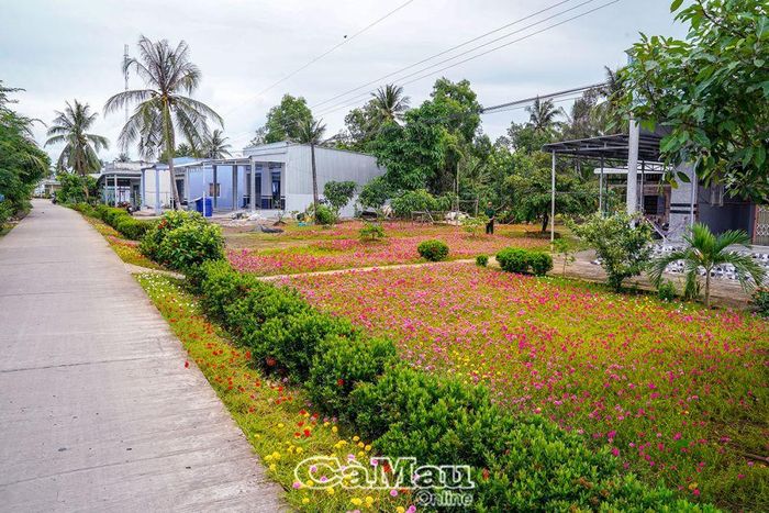 Ðường hoa mười giờ tuyến Bảy Ghe, xã Khánh Hải.