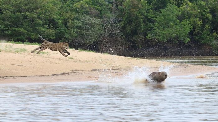 Chẳng hạn như loài mèo lớn nhất châu Mỹ - báo đốm Pantanal, loài rắn lớn nhất thế giới - trăn anaconda xanh và loài chuột capybara