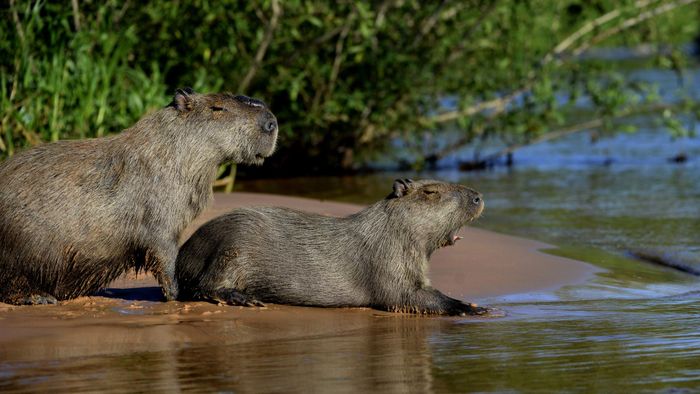 Mặc dù khổng lồ nhưng chuột lang nước capybara có tính hiền lành, thường được người dân ở vùng Nam Mỹ nuôi ở nhà làm thú cưng