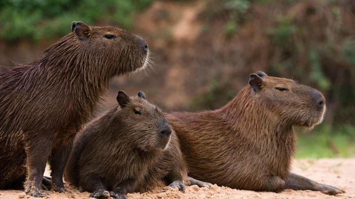 Trong khi đó, chuột lang nước capybara thì cao 60cm, dài tận 1,2m, trọng lượng lên tới 100kg và sống tới 10 năm