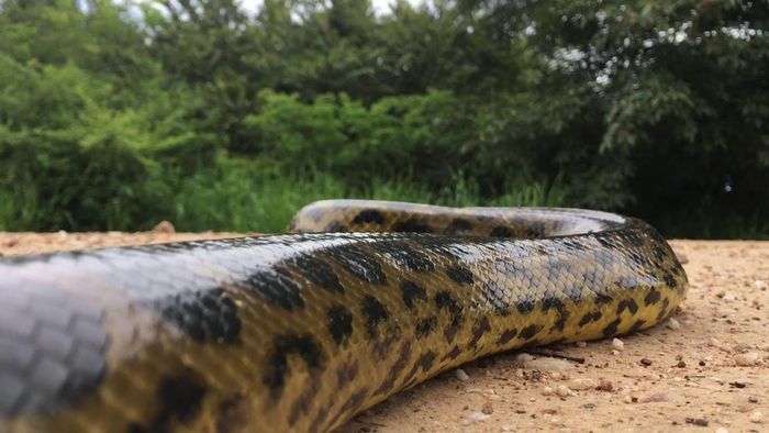 Khi siết mồi, anaconda xanh có thể làm nát bộ xương của những con trâu rừng