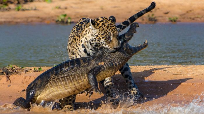 Báo đốm Pantanal, loài mèo lớn nhất của châu Mỹ có trọng lượng trung bình hơn 160kg, nặng gấp đôi một người đàn ông bình thường nhưng khi tới đây rất khó có thể gặp được chúng