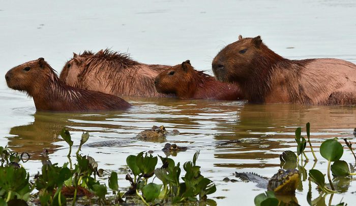 Chuột lang nước capybara khả năng bơi lội giỏi nên không ít lần thoát nạn khỏi sự truy đuổi của trăn anaconda, cá sấu caiman hay báo đốm