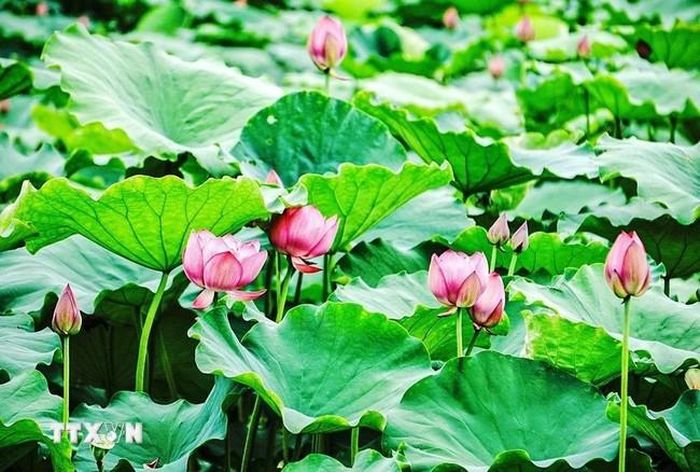 Vẻ đẹp của những đóa sen bách diệp hồ Tây. Ảnh: Khánh Hòa/TTXVN