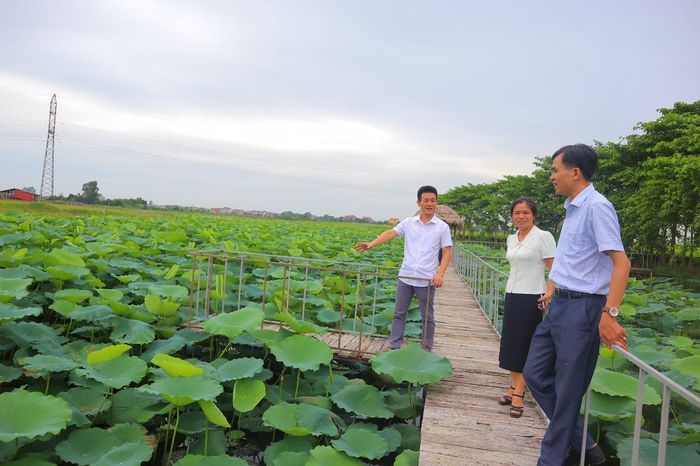 Hà Nội mở rộng diện tích trồng sen trong các năm tới, đồng thời tăng cường tập huấn, chuyển giao khoa học kỹ thuật đến người trồng sen. Ảnh: Nguyễn Mai