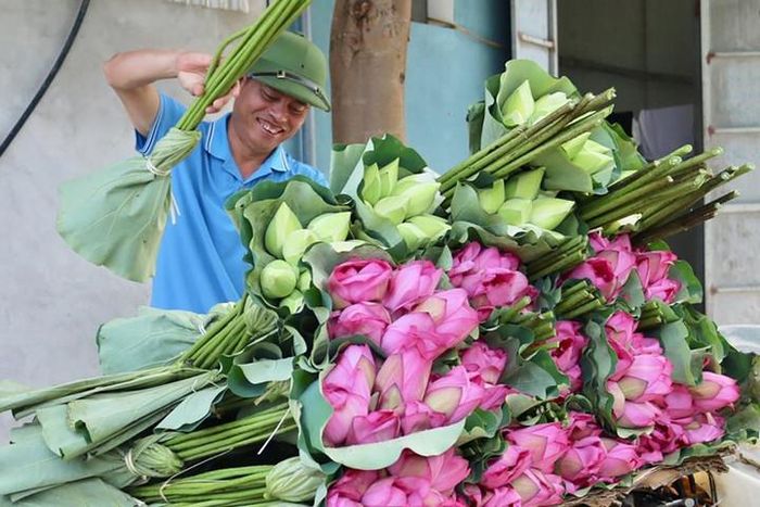 Thu hoạch sen tại Hợp tác xã Làng nghề sen Mê Linh. Ảnh: Hoàng Sơn