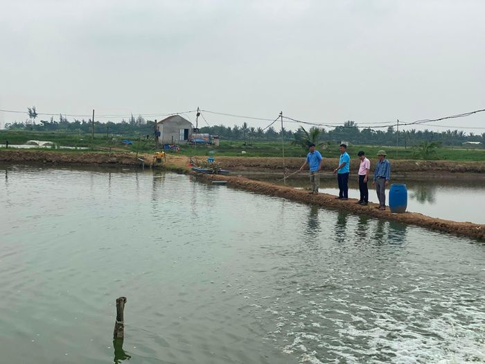 Đầm tôm của gia đình anh Trần Đình Quyến ở xóm Đồng Hà, xã Diễn Vạn, huyện Diễn Châu. Ảnh: Thu Huyền
