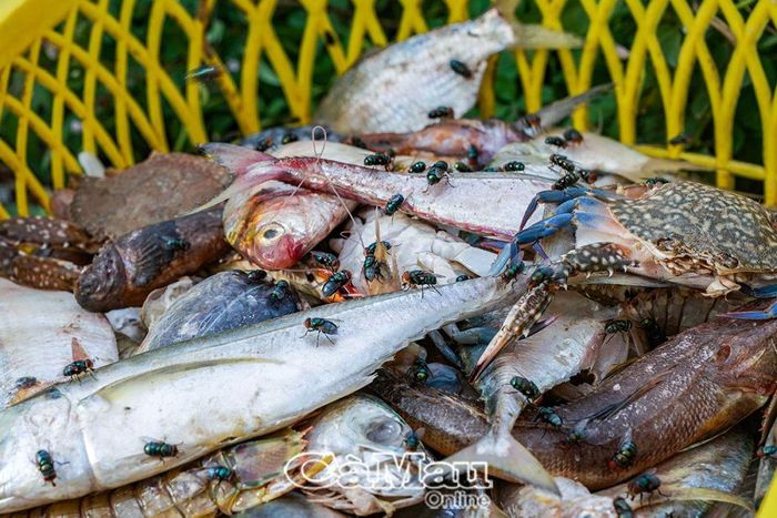 Do tình trạng ô nhiễm môi trường nên hải sản đánh bắt nếu không được bảo quản tốt sẽ bị ruồi nhặng bu kín, không đảm bảo vệ sinh an toàn thực phẩm.