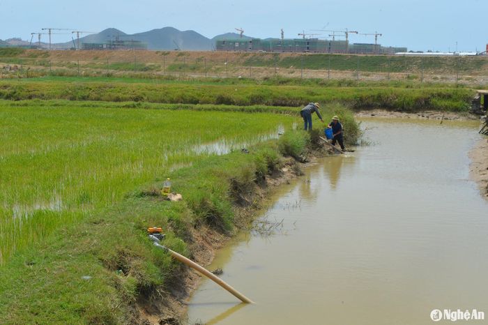 Nông dân huyện Nghi Lộc dùng máy bơm dầu mini "chắt" nước lòng kênh tưới lúa. Ảnh: Văn Trường