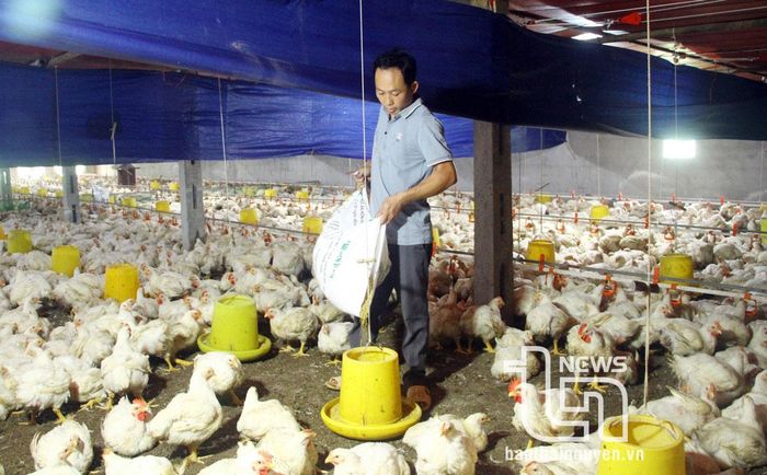 Anh Quách Thành Đạt, xóm Bản Là, xã Bình Thành (Định Hóa) đầu tư chăn nuôi gà trắng, luôn tuân thủ nghiêm ngặt các quy định trong chăn nuôi nên gần 10 năm qua, chưa từng xảy ra dịch bệnh.