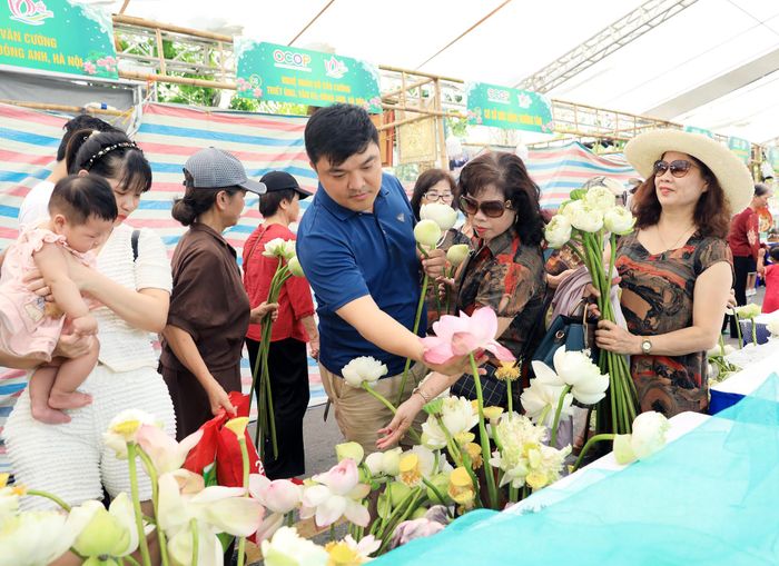 Gian hàng bày các loại hoa sen phục vụ miễn phí du khách tham quan lễ hội.