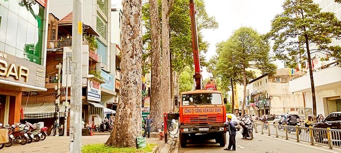 Nhân viên Công ty TNHH MTV Công viên Cây xanh TPHCM thực hiện cắt tỉa cây xanh trên đường Nguyễn Thị Minh Khai, quận 3, TPHCM ngày 17-7