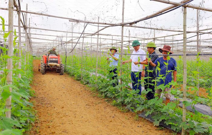 Sản xuất ứng dụng công nghệ cao tại Hợp tác xã sản xuất, cung ứng và tiêu thụ nông sản sạch Thành Vinh, xã Long Xá. Ảnh: Phú Hương