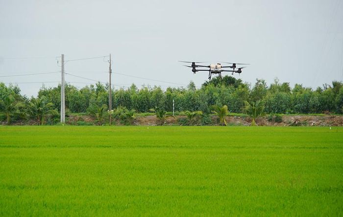 Nông dân huyện Tháp Mười phun thuốc bảo vệ thực vật trên cánh đồng bằng thiết bị bay không người lái (Ảnh: Hoàng Kha)