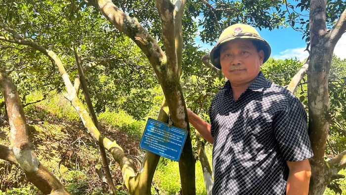 Cây cam bù sen đầu dòng ở vườn ông Phạm Văn Ngọc xóm 2 Khai Sơn, huyện Anh Sơn. Ảnh: Trân Châu