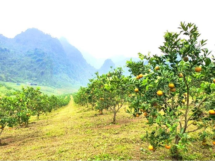 Cam Xã Đoài được trồng ở Con Cuông