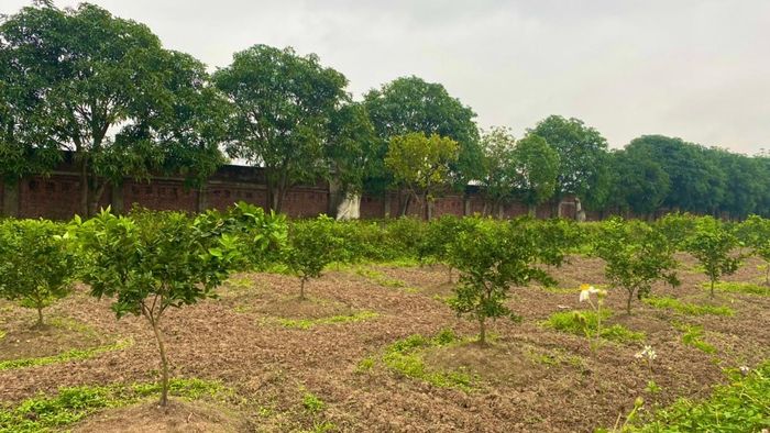 Trang trại cam Xã Đoài bảo tồn ở xã Nghi Diên, huy Nghi Lộc. Ảnh: Trân Châu