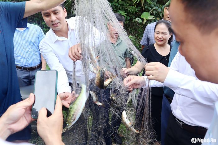 Chính quyền địa phương thả lưới bắt cá, đánh giá hiệu quả mô hình. Ảnh: Bé Vinh