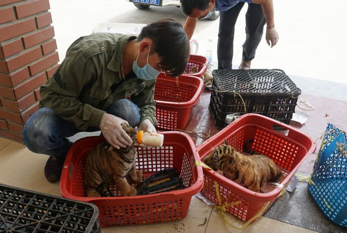 Vườn Quốc gia Pù Mát cứu hộ các cá thể hổ con bị buôn bán từ một vụ buôn bán và vận chuyển trái phép động vật hoang dã nguy cấp, quý hiếm được ưu tiên bảo vệ (năm 2021). Ảnh: CSCC