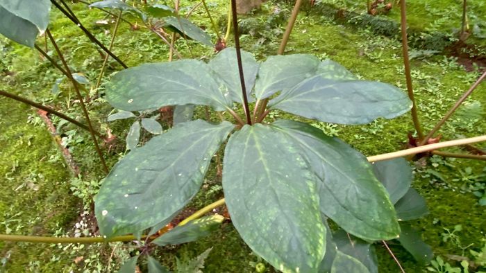 Sâm bảy lá một hoa ở Mường Lống - Kỳ Sơn. Ảnh: Trân Châu