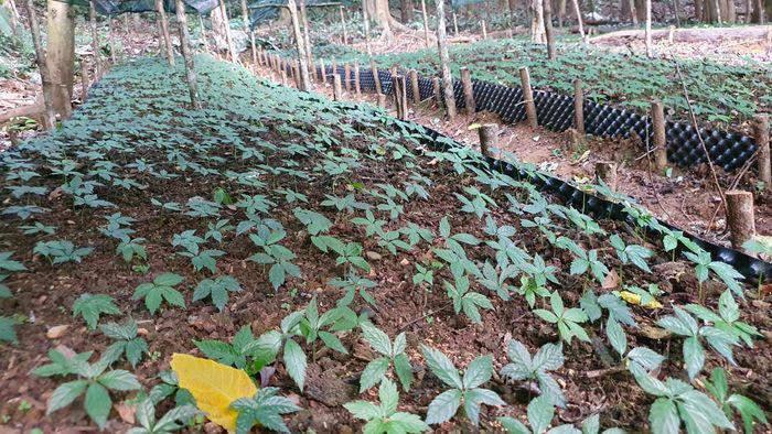 Tam thất được ươm trồng ở Mường Lống. Ảnh: Trân Châu