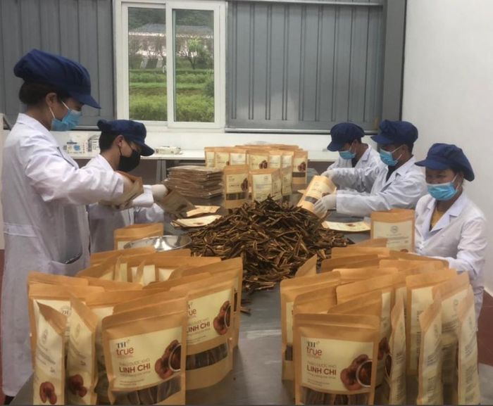Chế biến nấm linh chi ở Mường Lống (Kỳ Sơn). Ảnh: Trân Châu