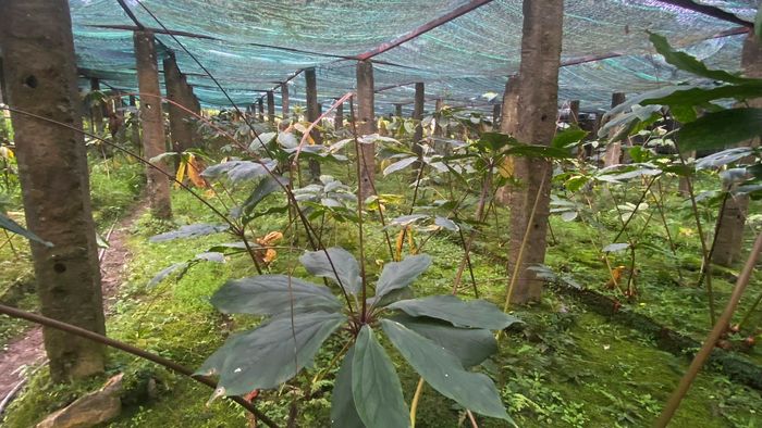 Sâm bảy lá trồng ở Mường Lống - Kỳ Sơn. Ảnh: Trân Châu