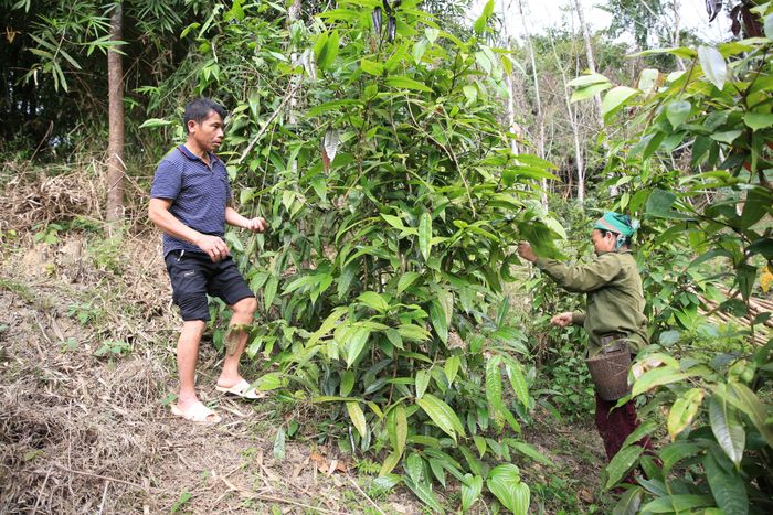 Người dân xã Đồng Văn (Quế Phong) thu hái chè hoa vàng. Ảnh: Thanh Phúc