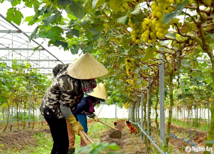 Trang trại Sunmart vừa chăn nuôi, vừa trồng trọt để tạo vòng tuần hoàn về nguyên liệu đầu vào. Ảnh: HT