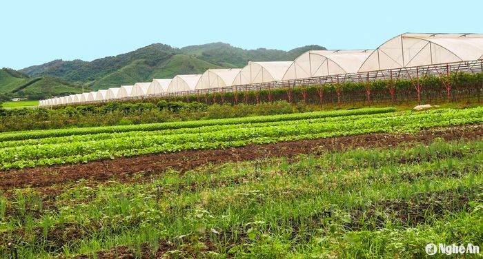 Trang trại nông nghiệp hữu cơ tại TX Thái Hòa.
