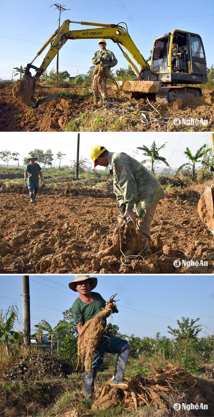 Người dân thu hoạch sắn dây. Ảnh: Hoài Thu