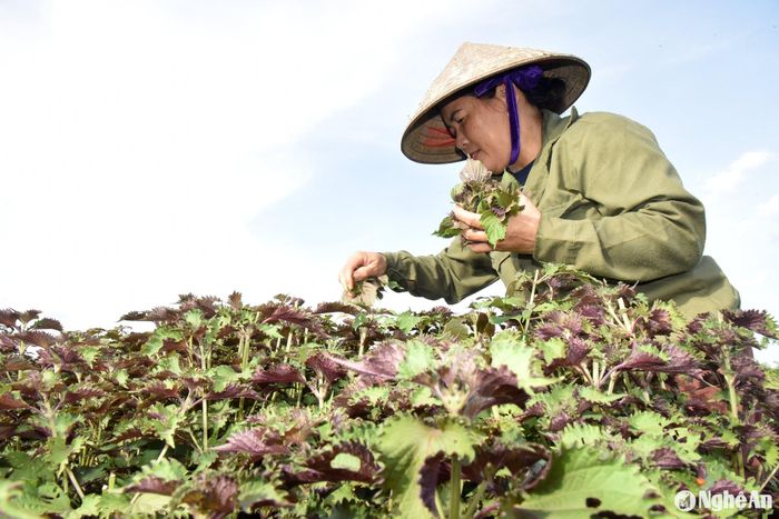 Nông dân xã Lam Sơn thu hái lá tía tô nhập cho doanh nghiệp đóng tại địa phương. Ảnh: HT
