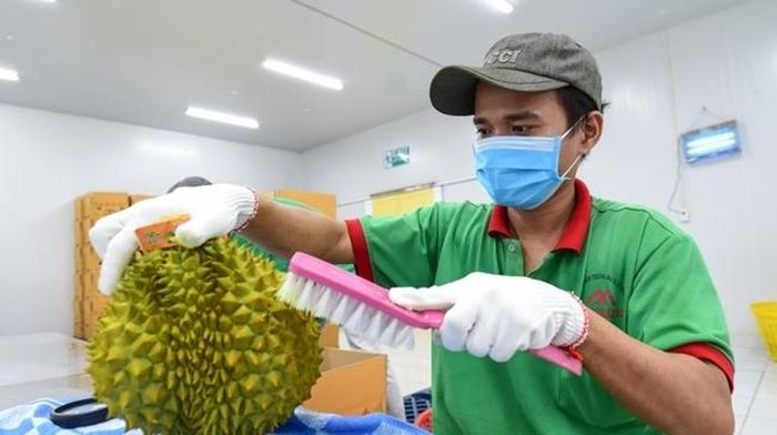 Sầu riêng đóng góp lớn vào kim ngạch xuất khẩu rau quả bảy tháng đầu năm. Ảnh: Hoàng Anh