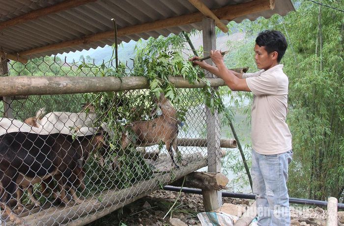 Đàn dê giống của gia đình anh Lù Seo Mìn, thôn Vàng On, xã Trung Minh (Yên Sơn) được gia đình chăm sóc và phát triển tốt.